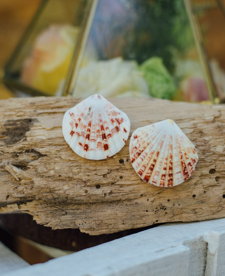 Mica Tiger Clam Shell Earrings